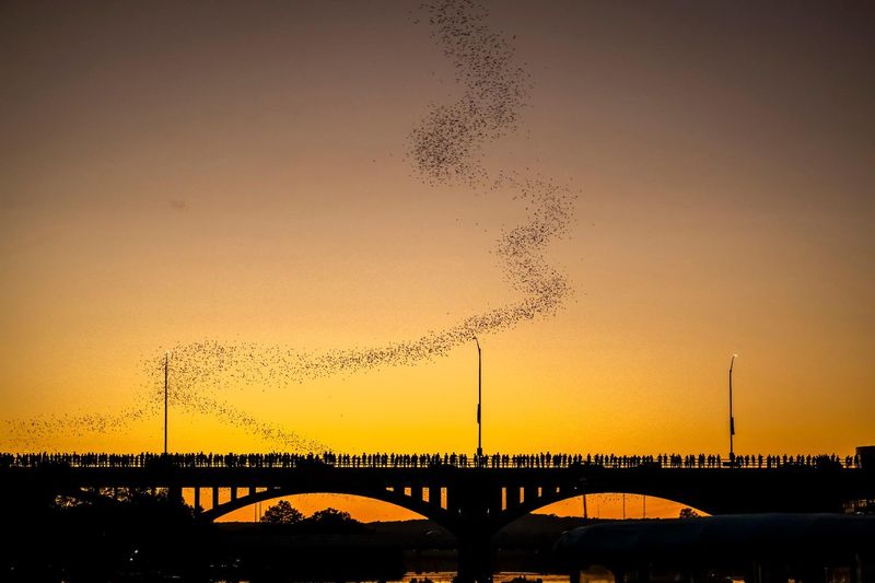 Meet the Mexican free-tailed bats in Central Texas skies