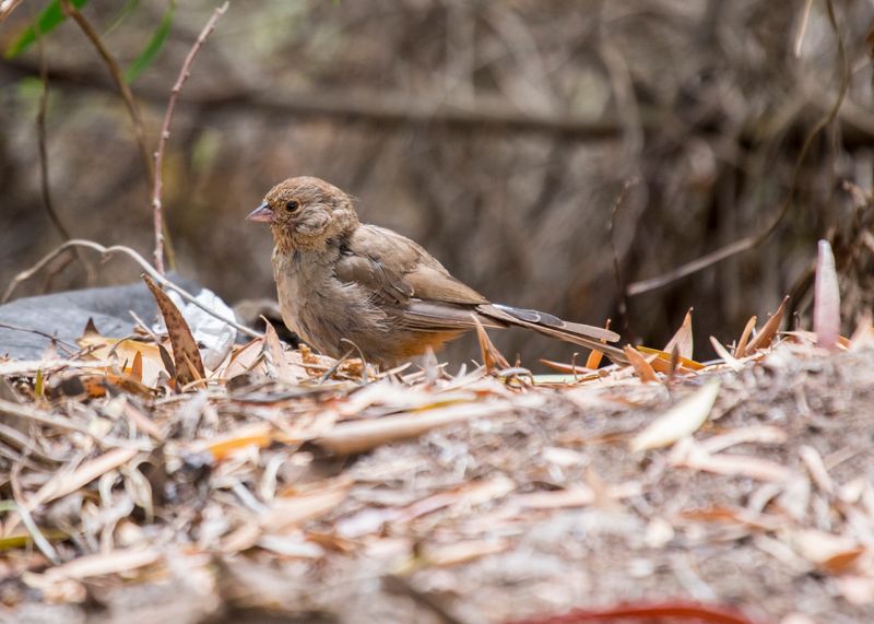 Meet the Plain Brown Bird Working the Bed Edges