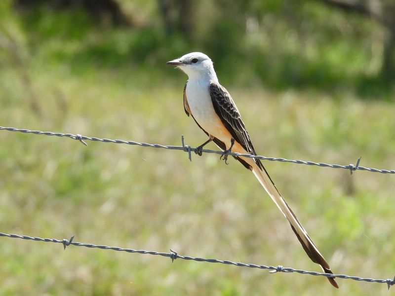 Meet the Texas flycatcher with the unmistakable tail Meet the Texas flycatcher with the unmistakable tail