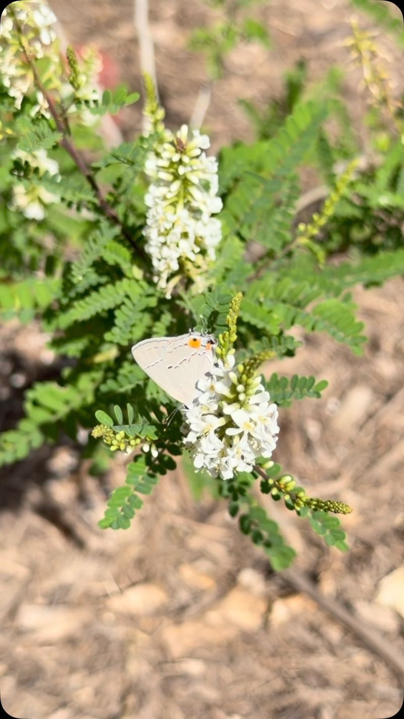 Meet the Texas kidneywood