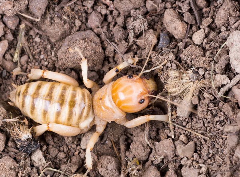 Meet the Underground Insect Many Gardeners Misjudge Meet the Underground Insect Many Gardeners Misjudge