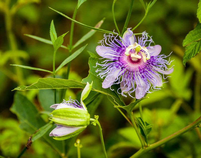 Meet the maypop behind the butterfly potential