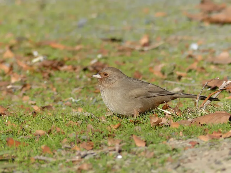 Meet the plain brown bird beneath California shrubs