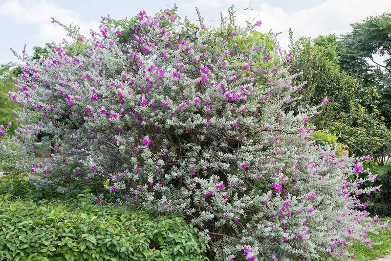 Meet the silver-leaved shrub behind the low-water appeal
