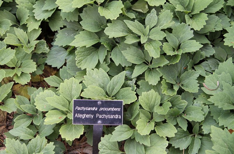 Meet the slower-growing native alternative
