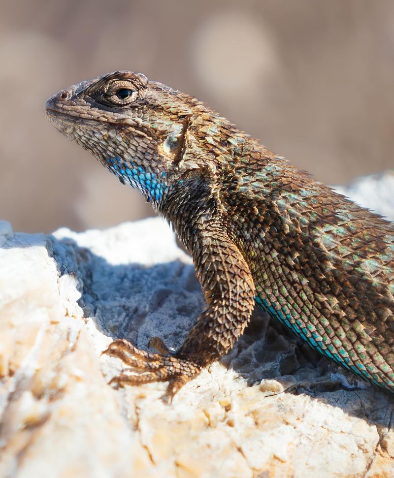 Meet the western fence lizard in your California yard