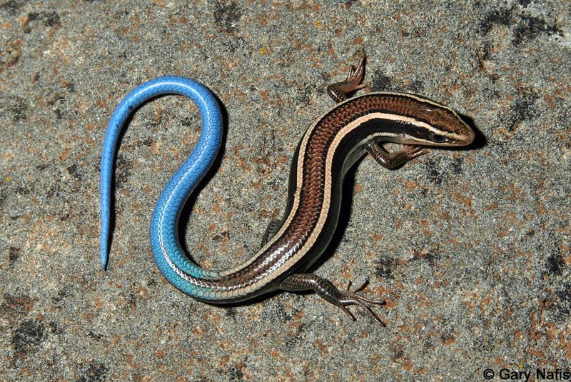 Meet the western skink hiding in California yards
