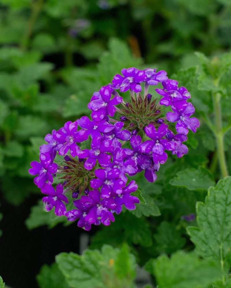 Meet ‘Homestead Purple’ verbena