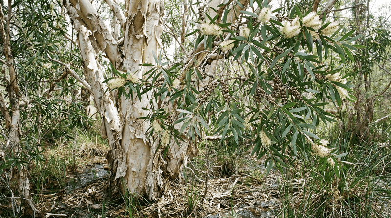 Melaleuca