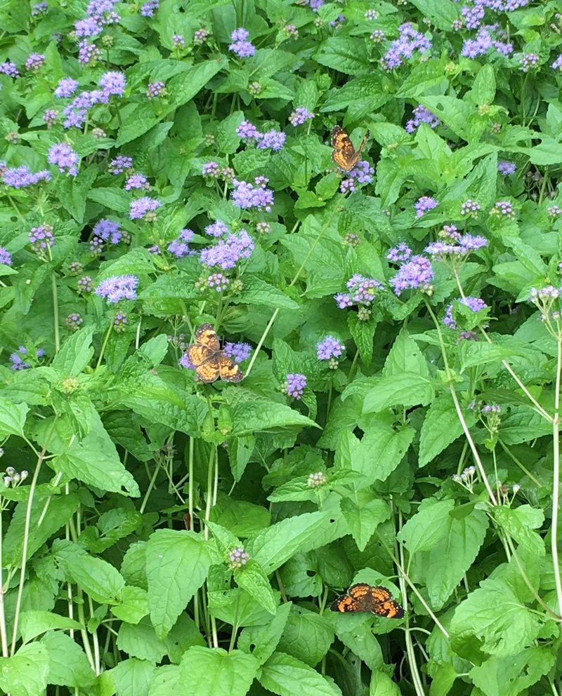 Mexican Petunia for Blue Mistflower