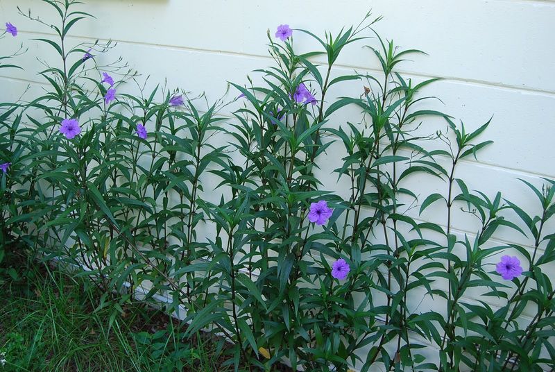 Mexican Petunia