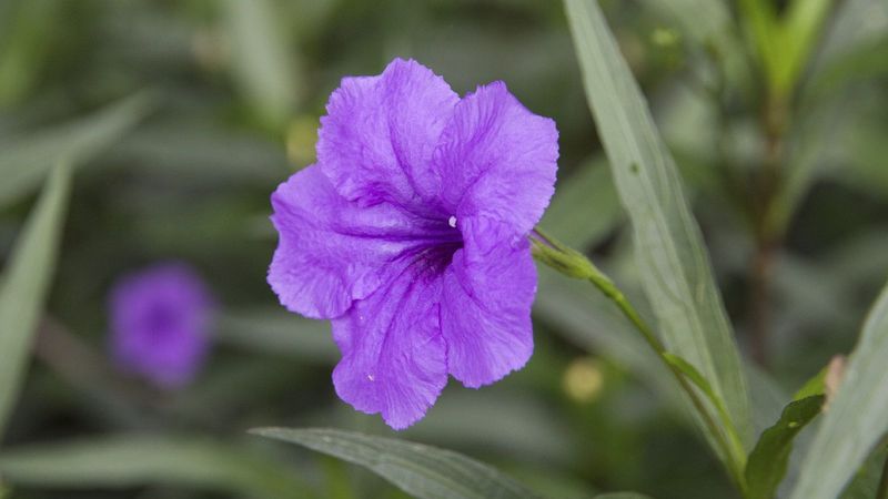 Mexican petunia changes the recommendation Mexican petunia changes the recommendation