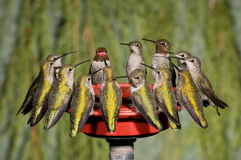 Migration-Season Ready Mix Migration-Season Ready Mix