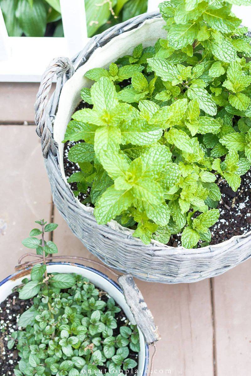 Mint may decorate the entry, but it is not a proven roach barrier Mint may decorate the entry, but it is not a proven roach barrier