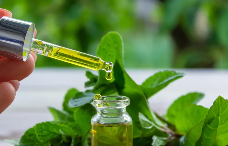 Mint oil—not a porch plant—shows laboratory repellency Mint oil—not a porch plant—shows laboratory repellency