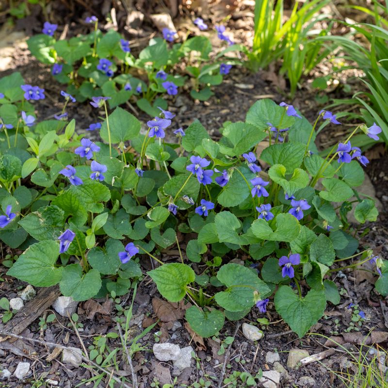 Missouri violet makes a specific native-plant case
