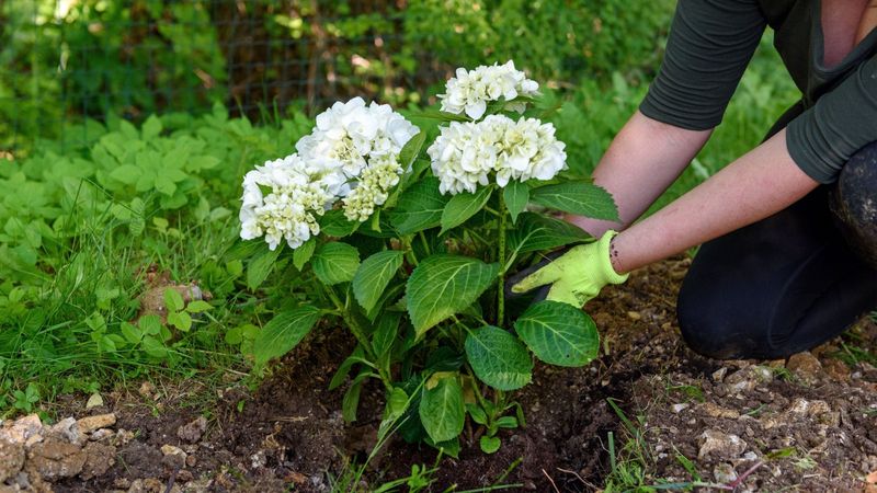 Moist soil must still drain around the roots