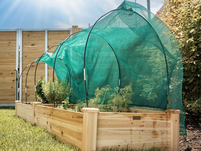 Moisture and temporary shade help kale reach the safer stage Moisture and temporary shade help kale reach the safer stage