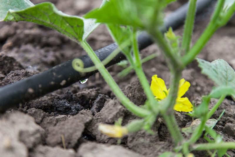 Moisture swings interrupt fruit expansion