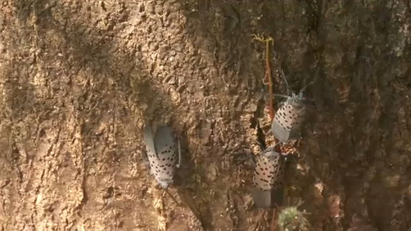 Monitor the yard instead of expecting eradication
