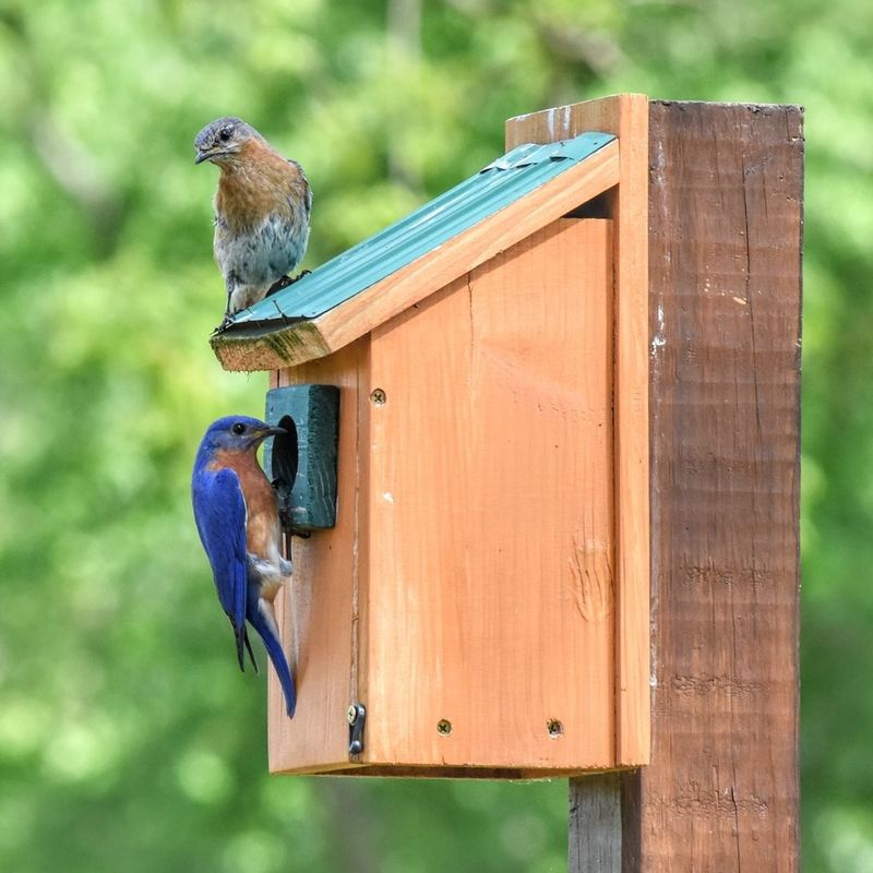 Monitoring makes a nest box responsible habitat support
