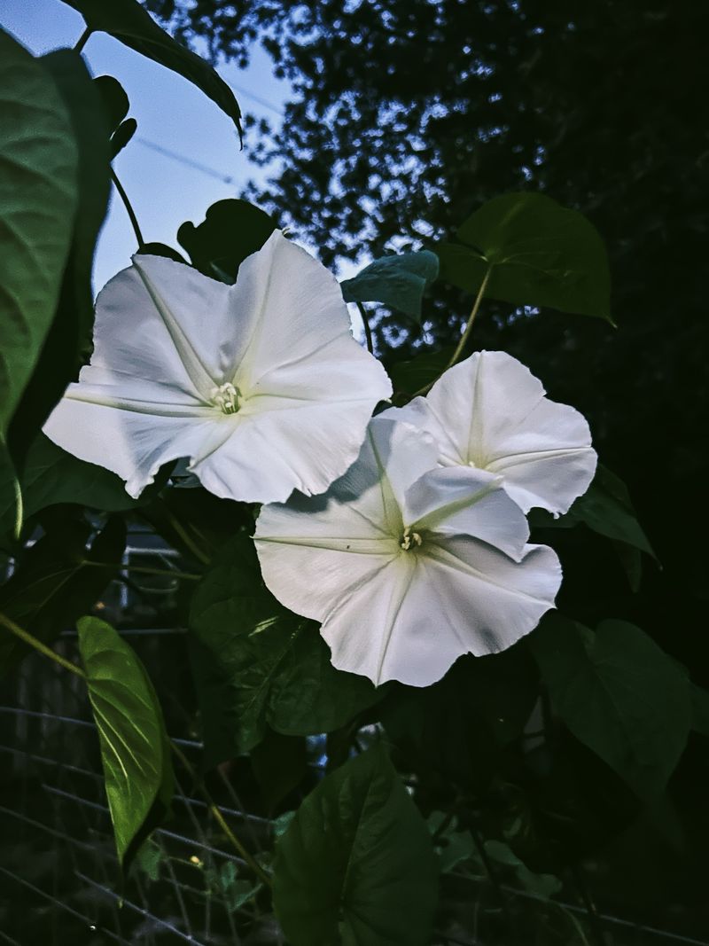 Moonflower
