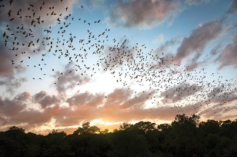 More bats do not guarantee fewer mosquitoes