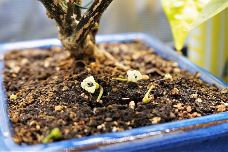 More fertilizer will not force heat-stressed flowers to set More fertilizer will not force heat-stressed flowers to set