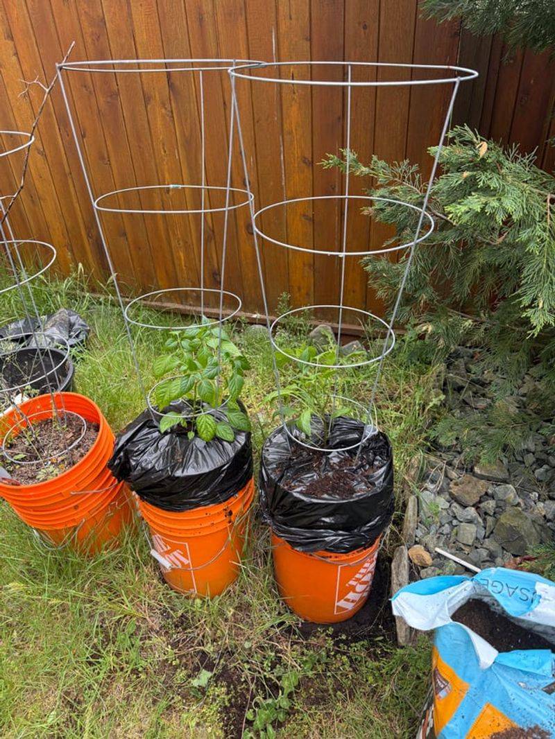More root room makes container care more forgiving