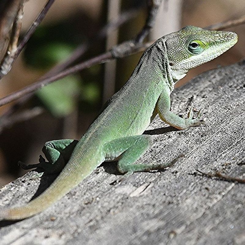 More sightings do not always mean more lizards More sightings do not always mean more lizards