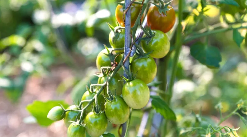 More sun and fertilizer will not force the color change More sun and fertilizer will not force the color change