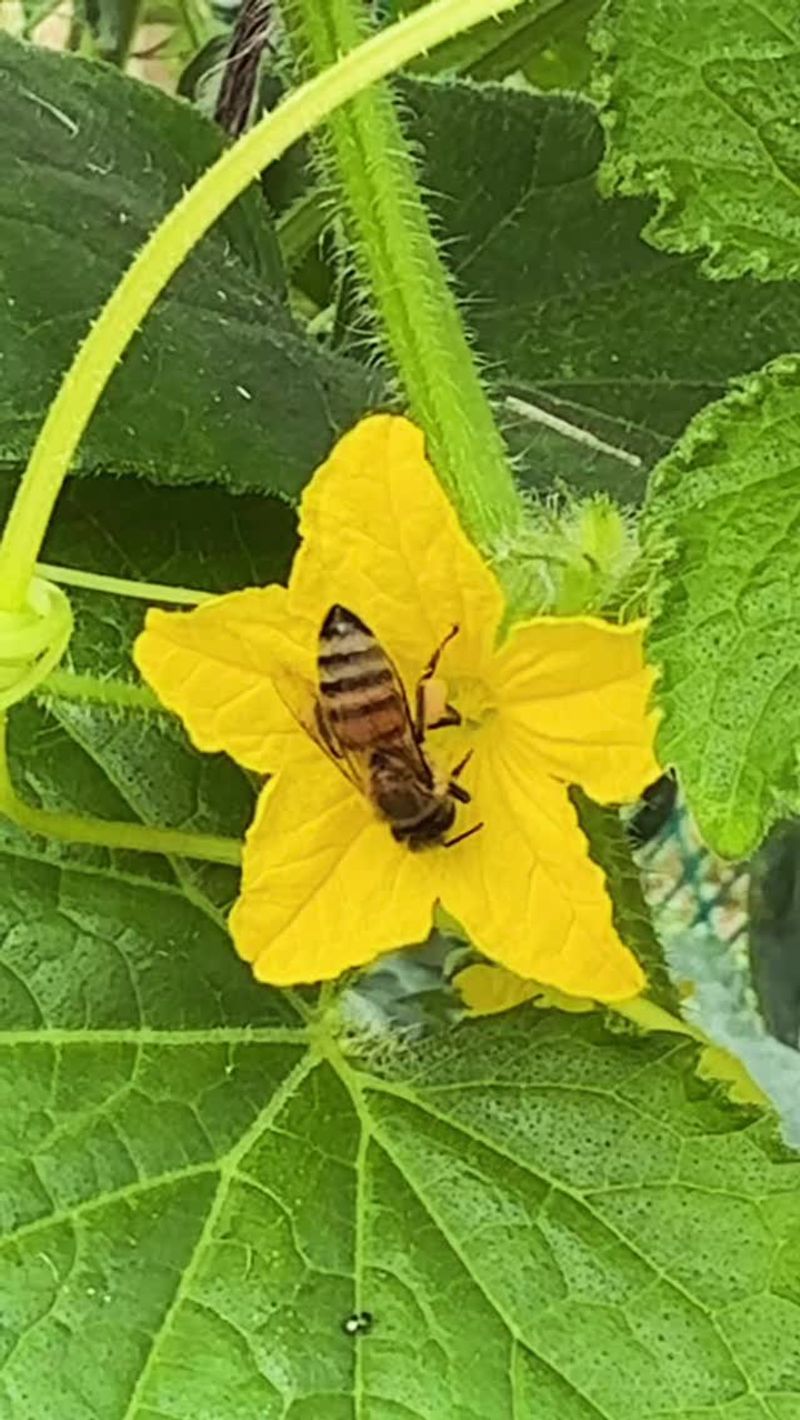 Morning pollination depends on insects and cultivar type