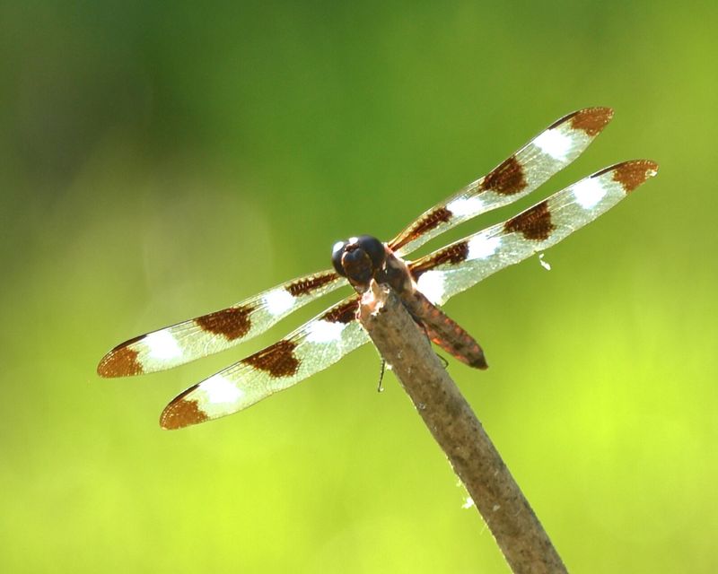 Mosquitoes are part of the payoff—not a guarantee Mosquitoes are part of the payoff—not a guarantee