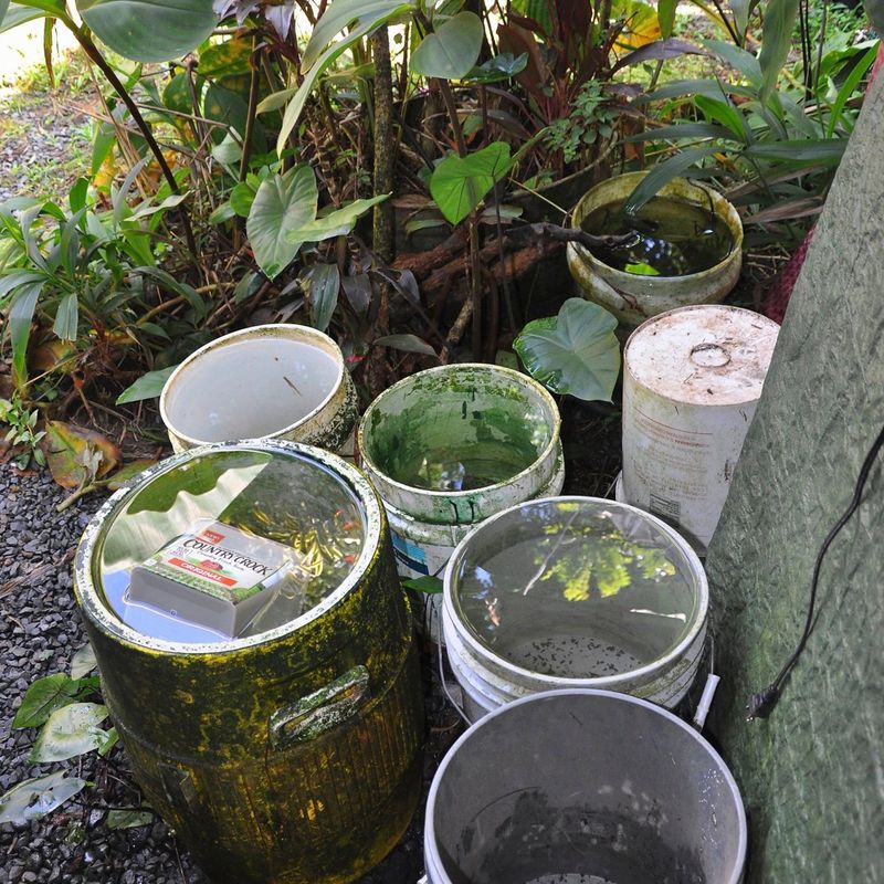 Mosquitoes breed in standing water, not in shrubs