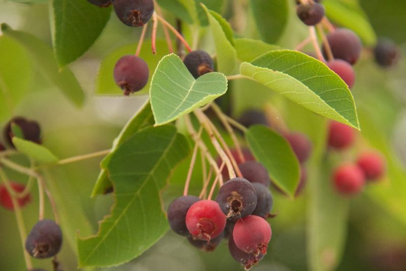 Most feeding stays minor, but inspect vulnerable fruit