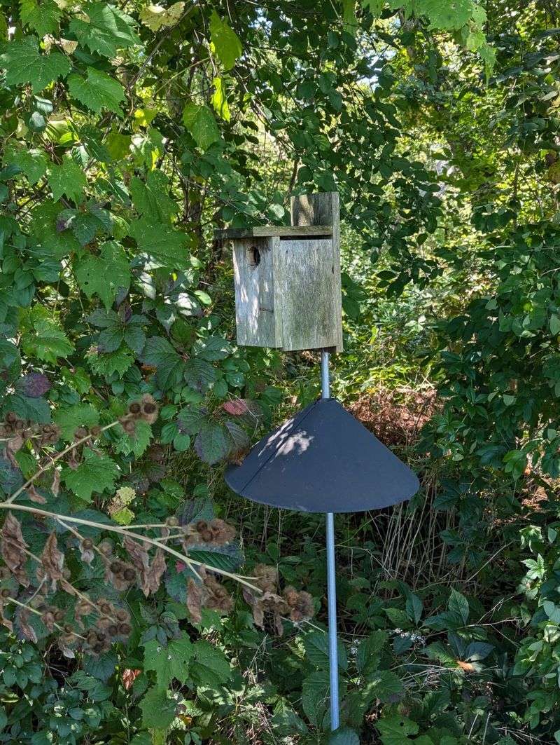 Mount the box to block climbing and jumping predators