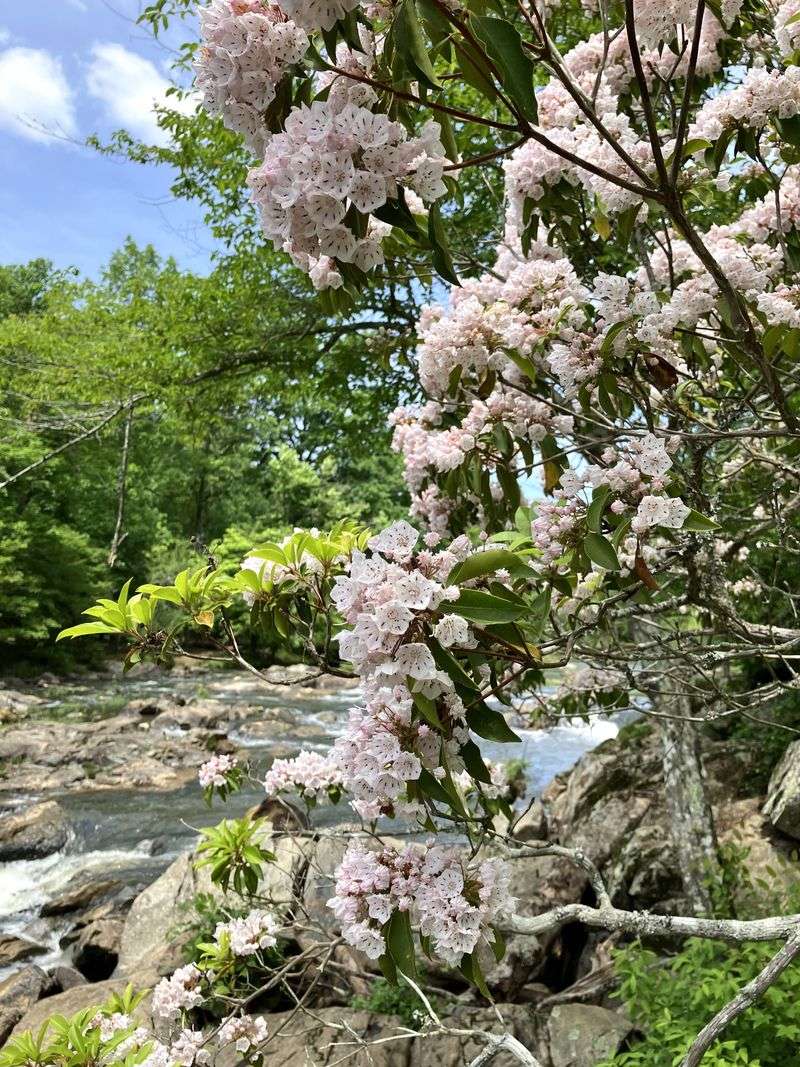 Mountain Laurel (Kalmia latifolia)