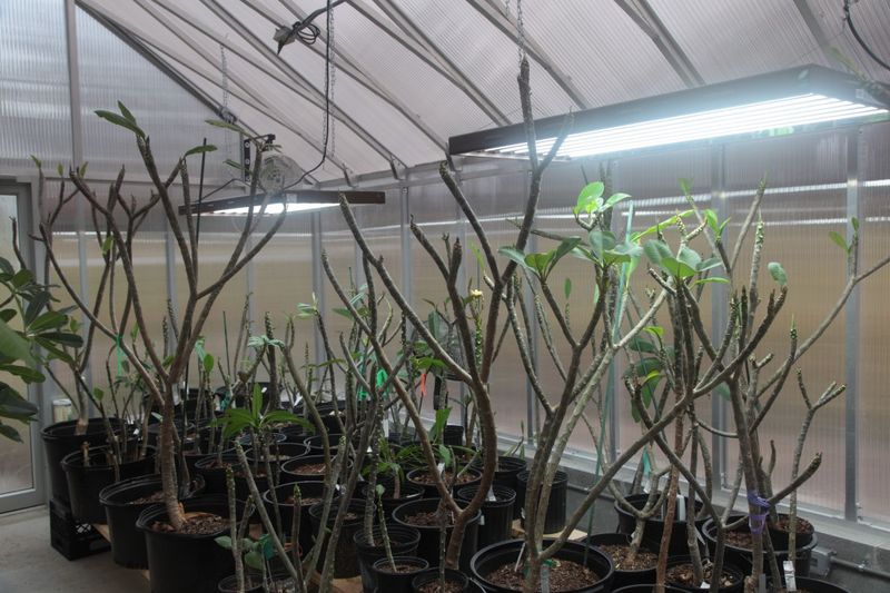 Move potted plumeria when cold weather threatens Move potted plumeria when cold weather threatens