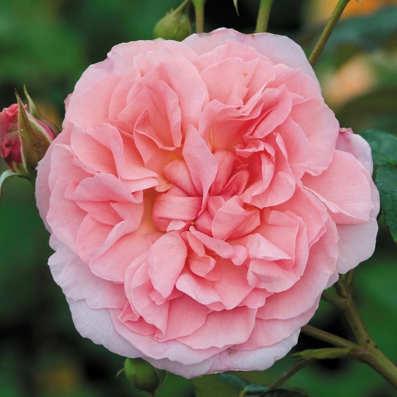 Mrs. B.R. Cant Rose