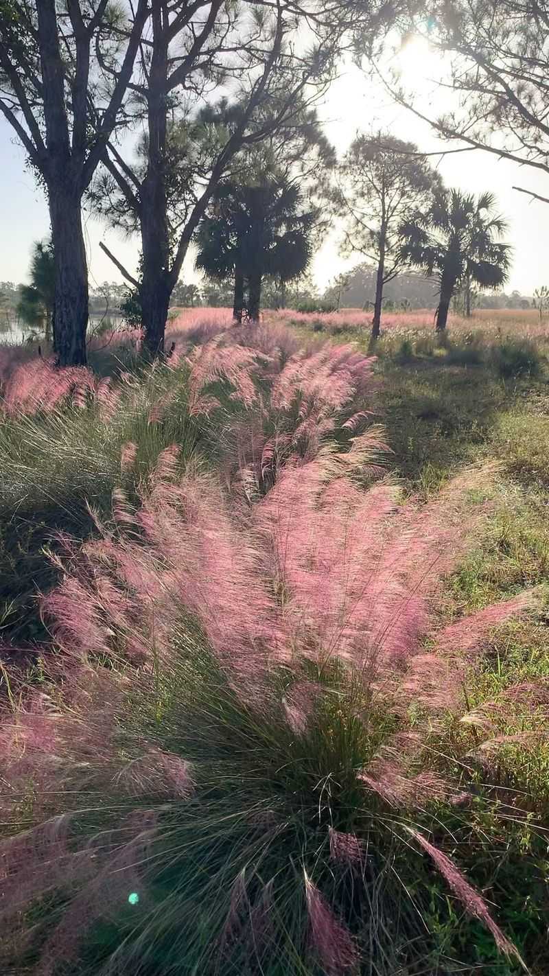 Muhly Grass