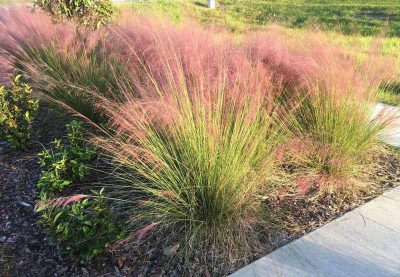 Muhly Grass