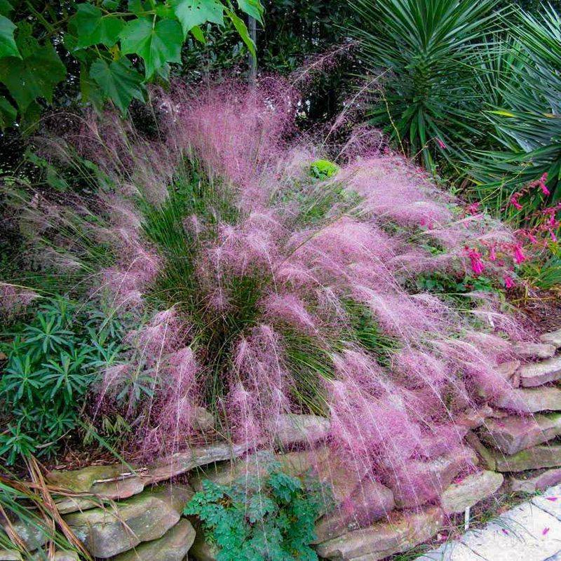 Muhly Grass