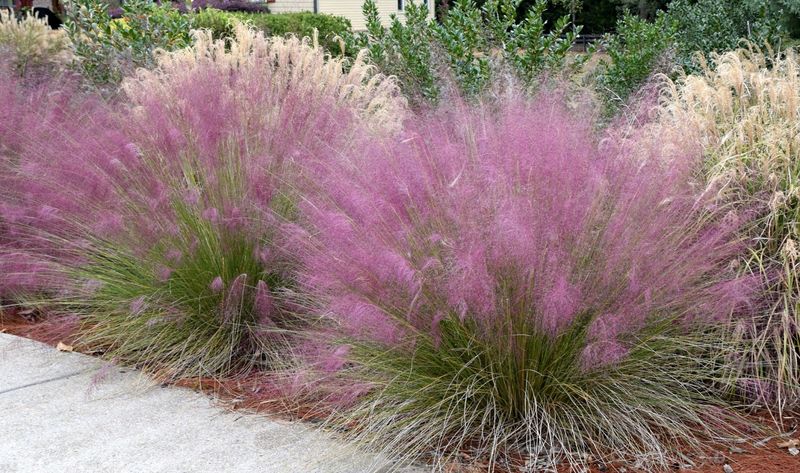 Muhly Grass Muhly Grass
