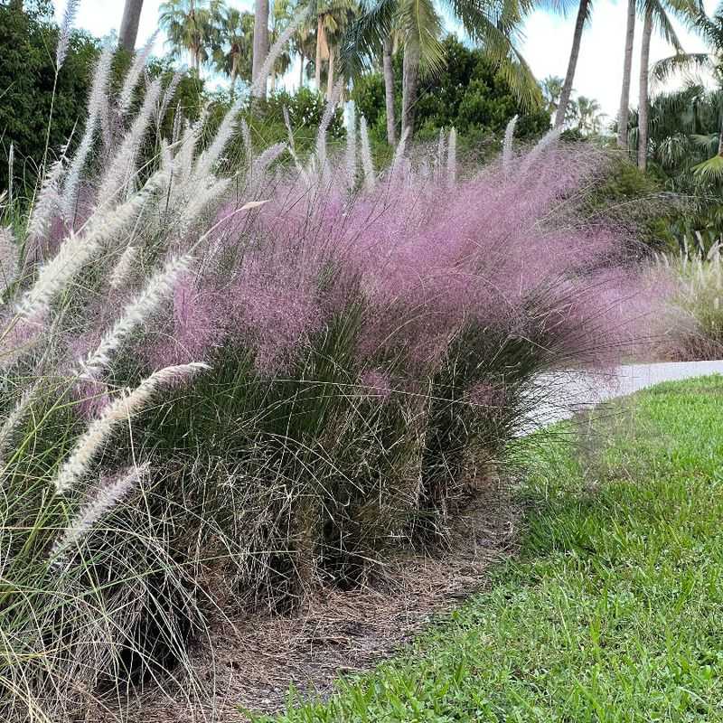 Muhly Grass