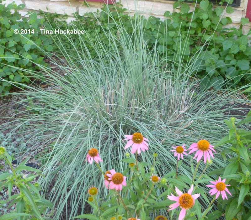 Muhly Grass