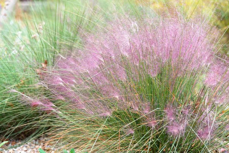 Muhly Grass