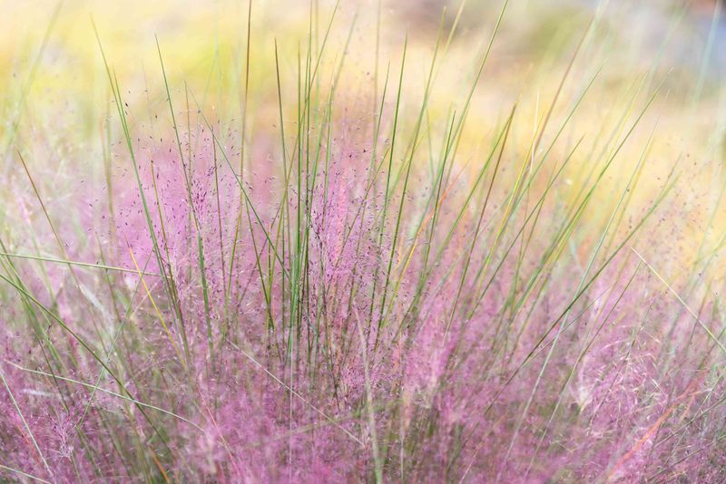 Muhly Grass