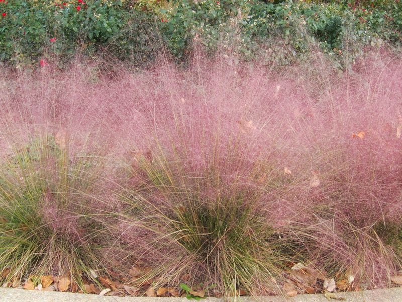 Muhly Grass Muhly Grass