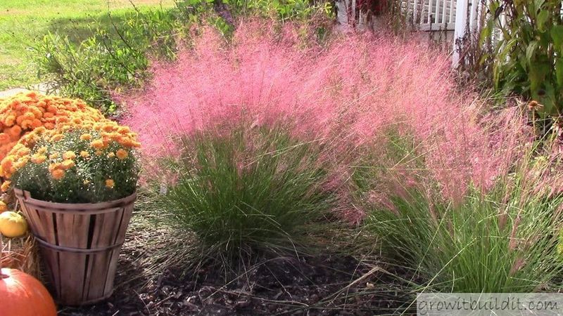 Muhly Grass
