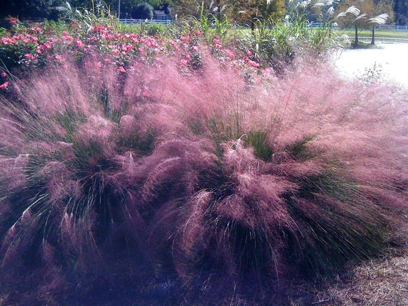 Muhly Grass
